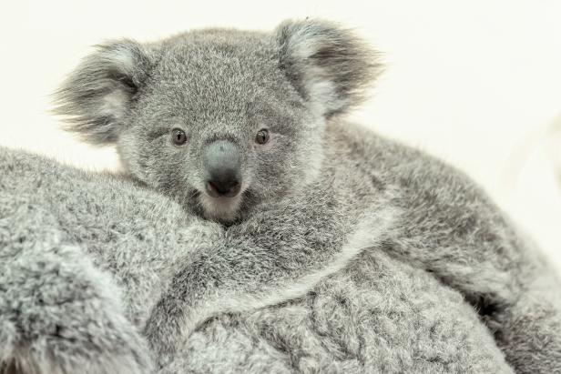 Erster Koala-Nachwuchs in Schönbrunn bereits neun Monate alt