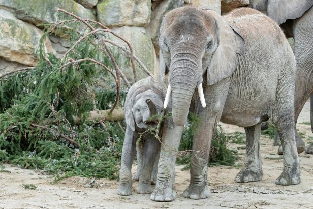 Tierische Freude trotz strenger Regeln: Die Zoos sind wieder da
