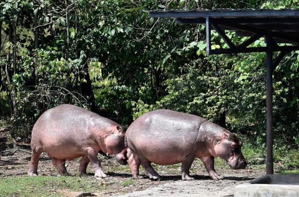 "Kokain-Hippos": Pablo Escobars Nilpferde werden zum Problem