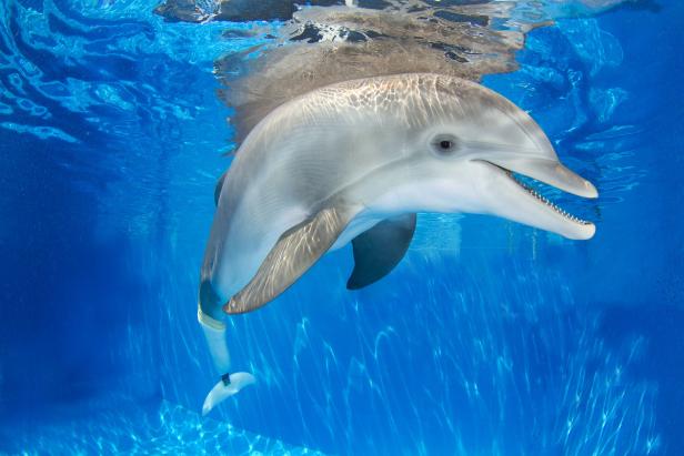 Schräge Berufe: Vom "Sky Guru" bis zum Prothesenentwickler für Delphine