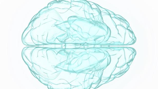 Zehn neue Fakten über das Gehirn