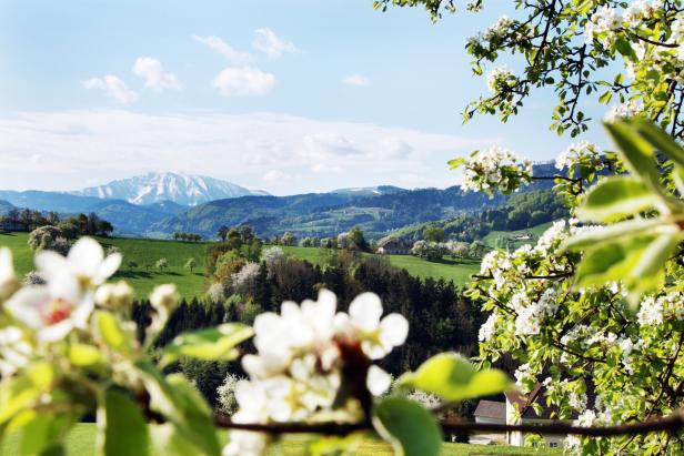 Von Birnen, Burgen und Baronen