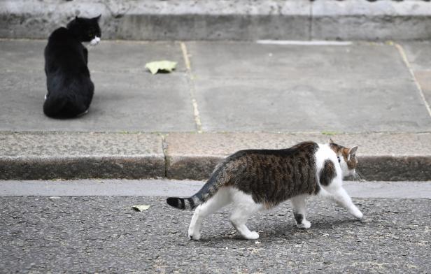 Diese Politiker-Haustiere machen "First Cat" Larry Konkurrenz