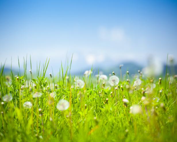 Meadow - dandelion, flowers and green grass