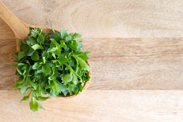 Fresh chickweed on a wooden spoon