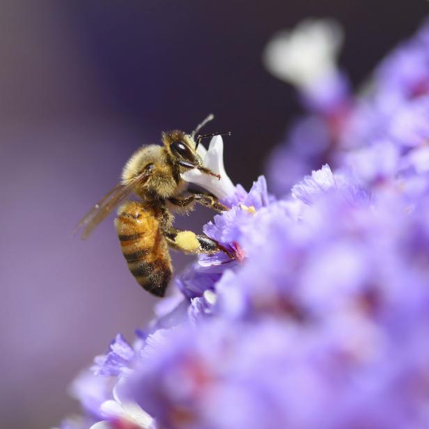 Wie man Vielseitigkeit von Blüten nutzen kann