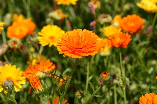 calendula