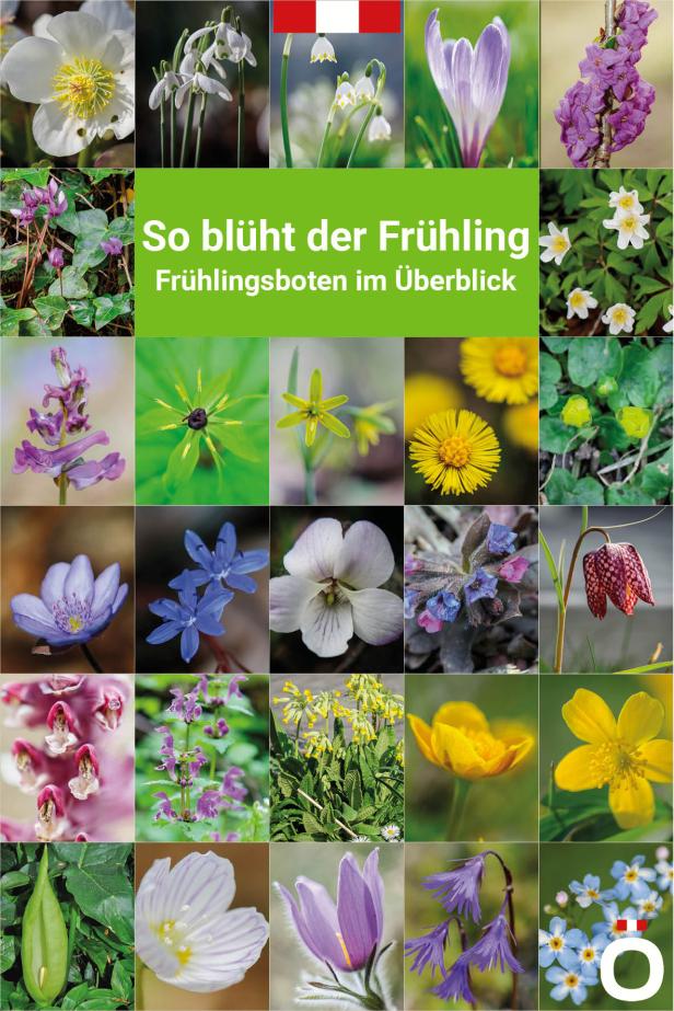 Frühlingsblumen - 28 Frühlingsboten in Wort und Bild