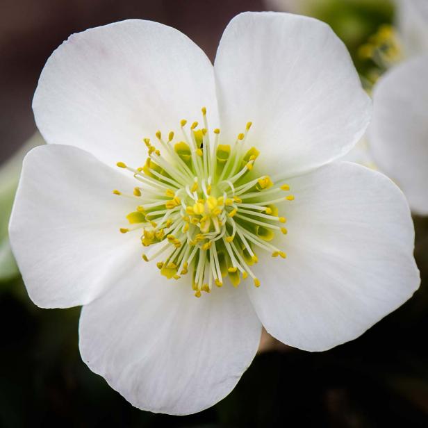 Frühlingsblumen - 28 Frühlingsboten in Wort und Bild