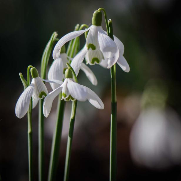 Frühlingsblumen - 28 Frühlingsboten in Wort und Bild