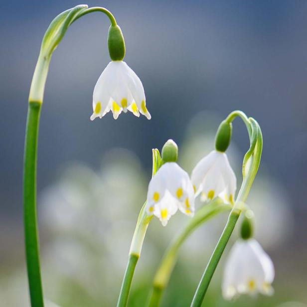 Frühlingsblumen - 28 Frühlingsboten in Wort und Bild