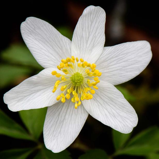 Frühlingsblumen - 28 Frühlingsboten in Wort und Bild