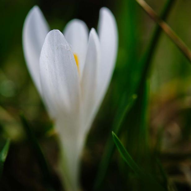 Frühlingsblumen - 28 Frühlingsboten in Wort und Bild