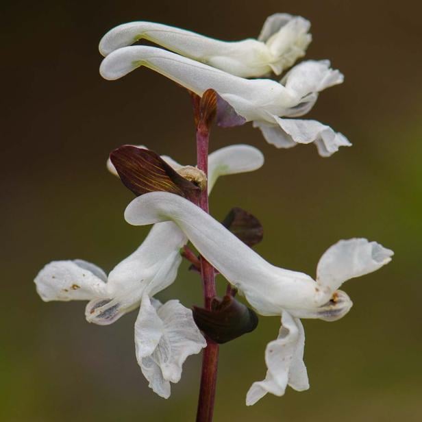 Frühlingsblumen - 28 Frühlingsboten in Wort und Bild