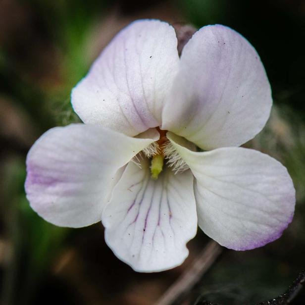 Frühlingsblumen - 28 Frühlingsboten in Wort und Bild