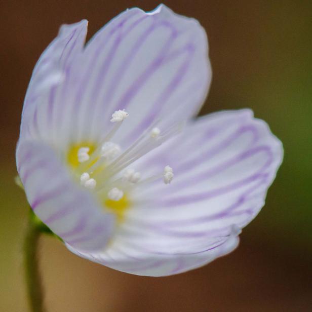 Frühlingsblumen - 28 Frühlingsboten in Wort und Bild