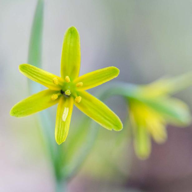 Frühlingsblumen - 28 Frühlingsboten in Wort und Bild