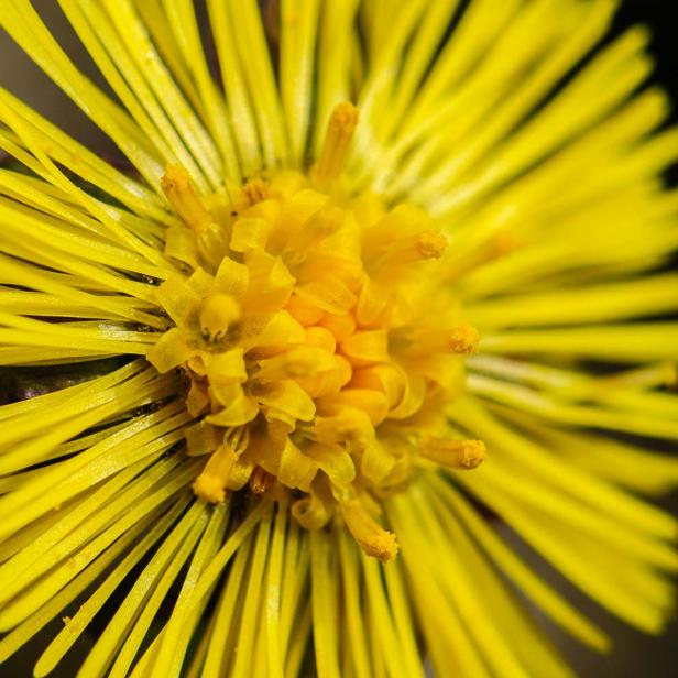 Frühlingsblumen - 28 Frühlingsboten in Wort und Bild