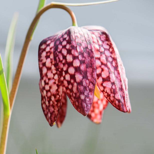 Frühlingsblumen - 28 Frühlingsboten in Wort und Bild