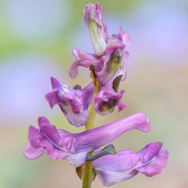 Frühlingsblumen - 28 Frühlingsboten in Wort und Bild