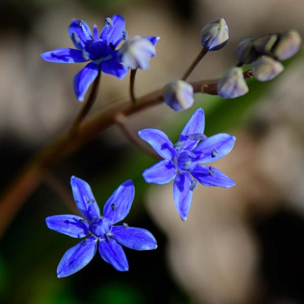 Frühlingsblumen - 28 Frühlingsboten in Wort und Bild