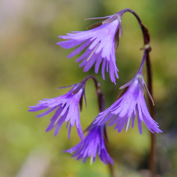 Frühlingsblumen - 28 Frühlingsboten in Wort und Bild