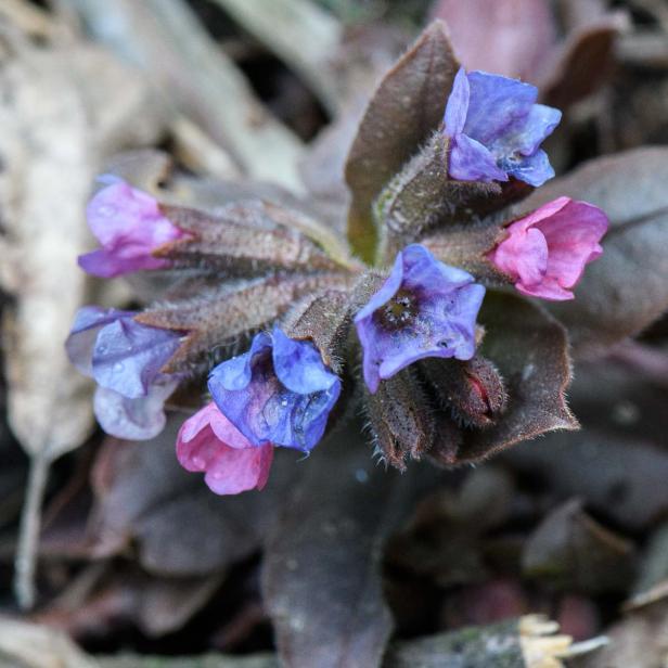 Frühlingsblumen - 28 Frühlingsboten in Wort und Bild