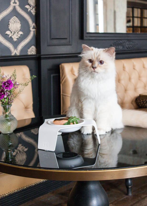 Was macht eigentlich Karl Lagerfelds Katze Choupette?