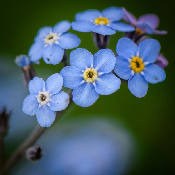 Frühlingsblumen - 28 Frühlingsboten in Wort und Bild