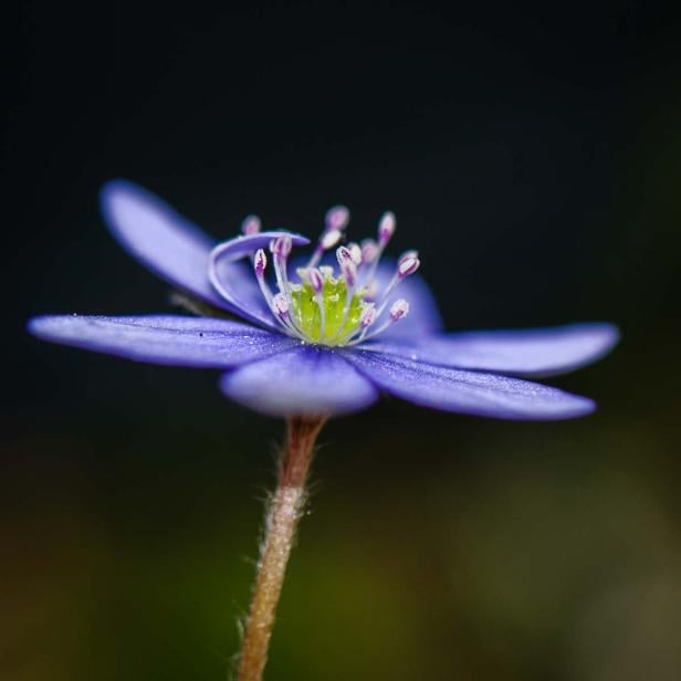 Frühlingsblumen - 28 Frühlingsboten in Wort und Bild