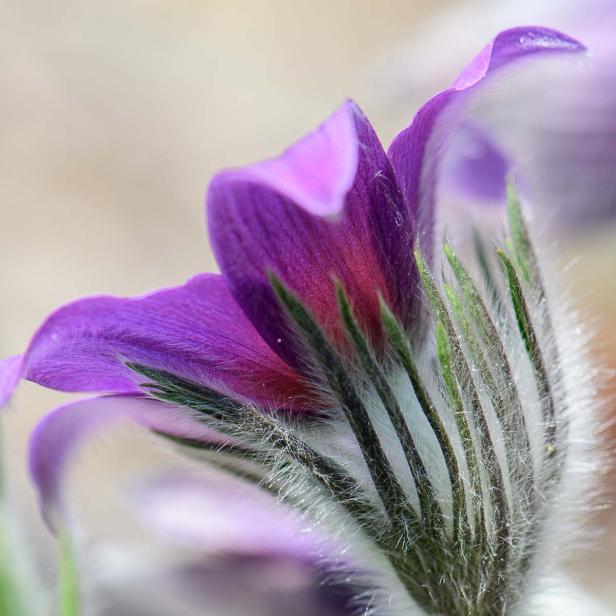 Frühlingsblumen - 28 Frühlingsboten in Wort und Bild