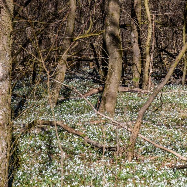 Schneeglöcken-Teppich im Nationalpark Donau-Auen