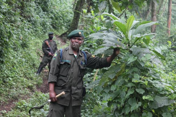 Ein Ranger in Uganda erzählt: „Gorillas mögen Weiße lieber“