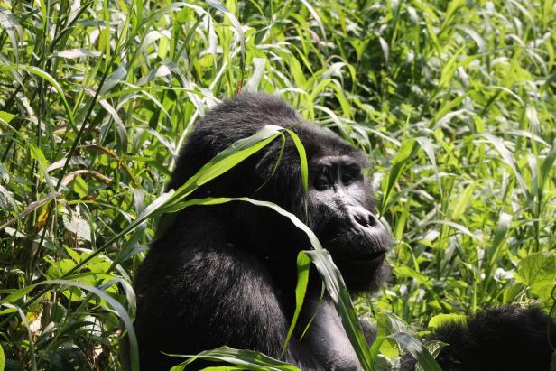 Ein Ranger in Uganda erzählt: „Gorillas mögen Weiße lieber“