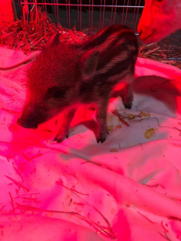 NÖ: Baby-Wildschwein Albert in Garten entdeckt