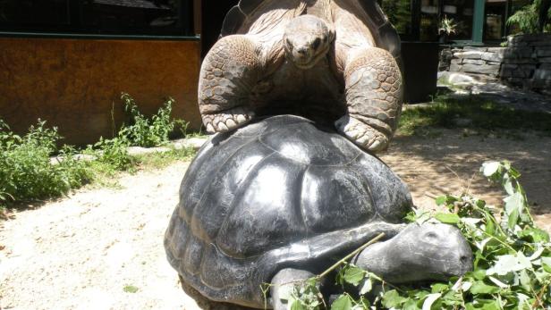 Ehekrise bei Riesenschildkröten Bibi und Poldi