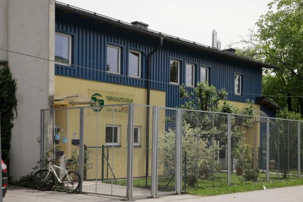 Salzburgs Bürgermeister stellt Tierheim die „Rute ins Fenster“