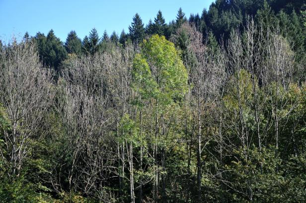 "Akute Gefährdung": Am Stiftsfelsen in Melk sterben die Bäume