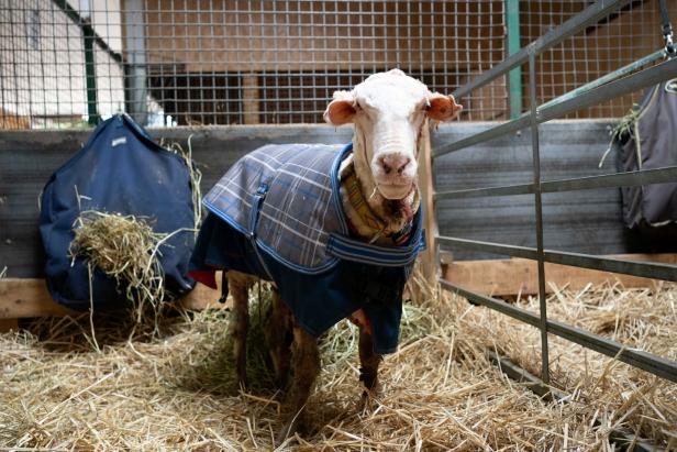 35 Kilo Wolle sind weg: Schaf Baarack jetzt ohne Star-Status