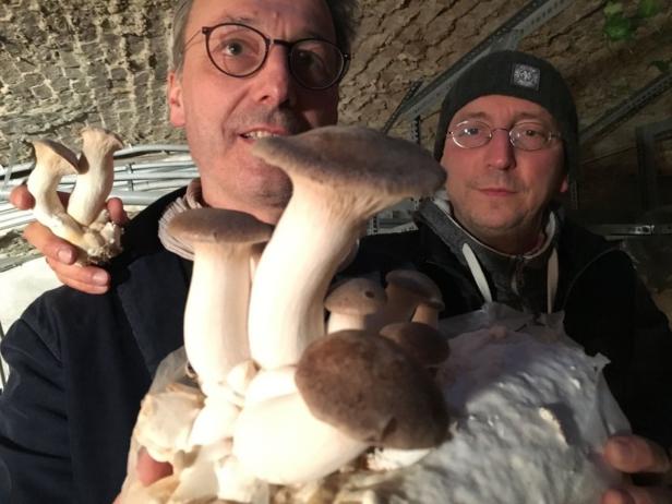 Daheim Pilze züchten: Mehr als die Champignons League