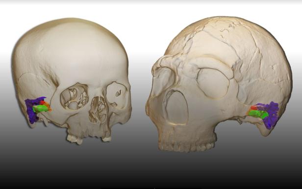 Neandertaler waren Plaudertaschen wie wir