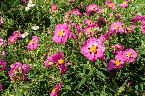 Wo schon jetzt Frühling ist und wo er bald hinkommt