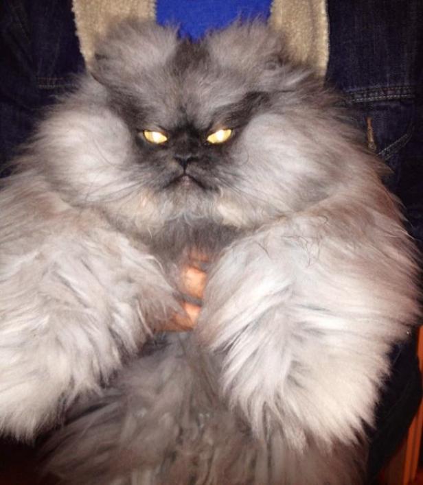 Bilder von Colonel Meow