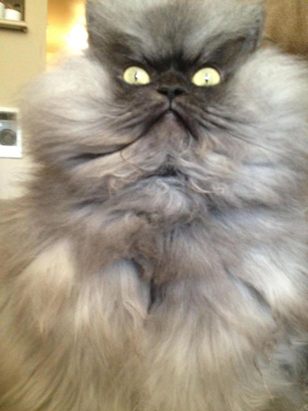 Bilder von Colonel Meow