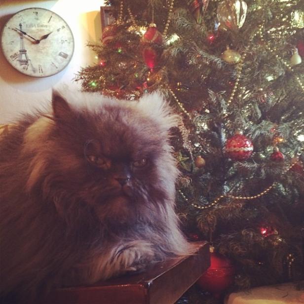 Bilder von Colonel Meow