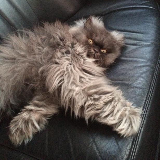 Bilder von Colonel Meow