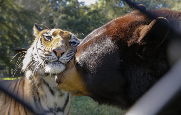 Ziemlich beste Freunde: Die ungewöhnlichsten Tier-Beziehungen