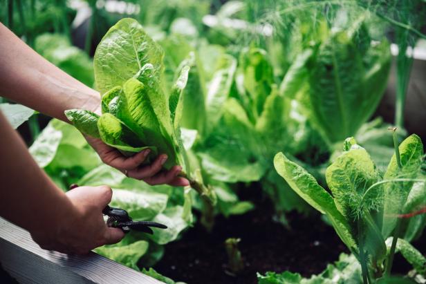 Eine Person erntet mit einer Gartenschere Römersalat in einem Hochbeet.