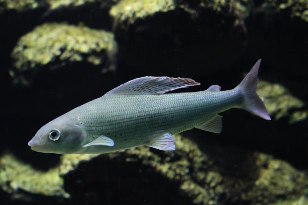 Warum der Fischbestand in der Traun massiv zurückgeht