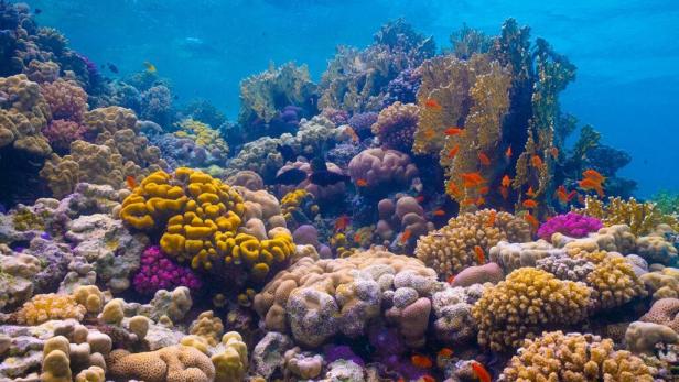 S_colourful_underwater_Al_Wajh_Lagoon-1024x576